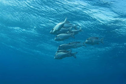 Sharm El Sheikh: Guided Shore Diving Experience in Sharks Bay