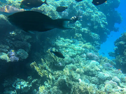 Sharm El Sheikh: Perjalanan Sehari Snorkeling ke Pulau Putih dan Ras Mohamed