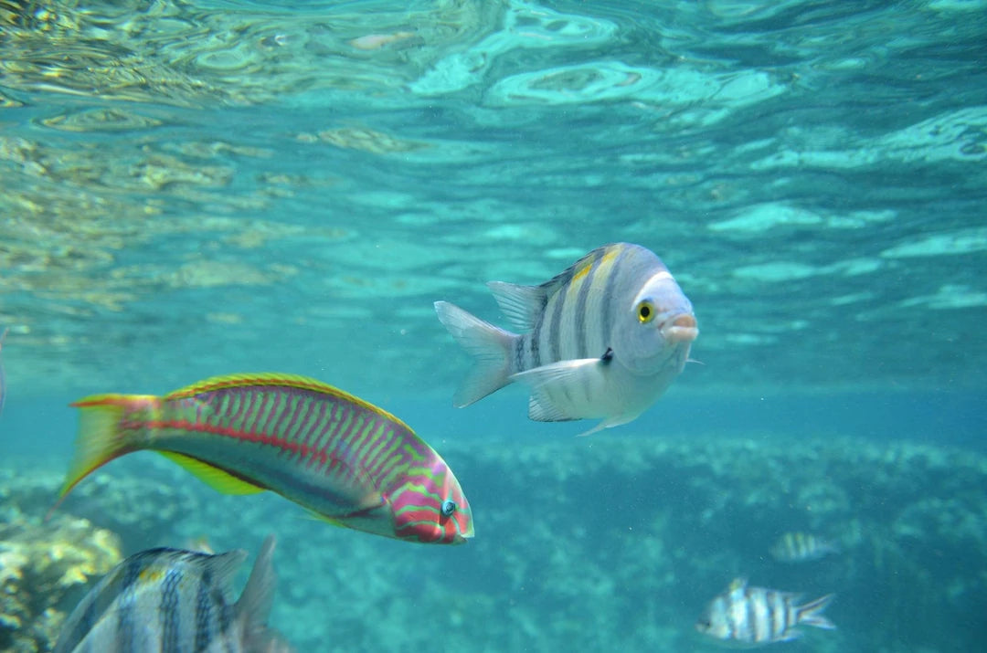 Sharm El Sheikh: Snorkeling Trip to Tiran Island by Boat