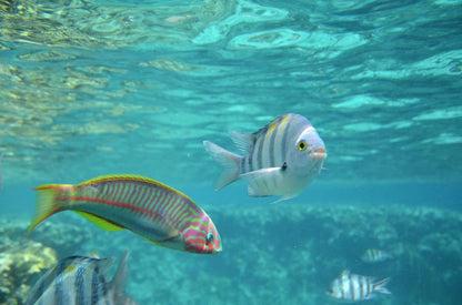 Sharm El Sheikh: Snorkeling Trip to Tiran Island by Boat
