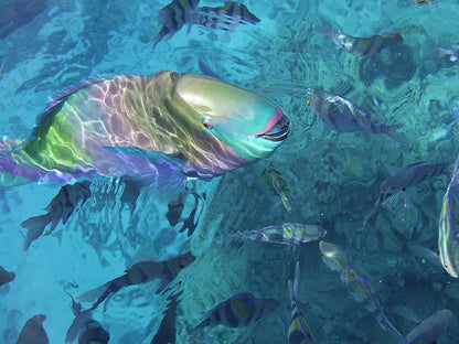 Sharm El Sheikh: Snorkeling Trip to Tiran Island by Boat