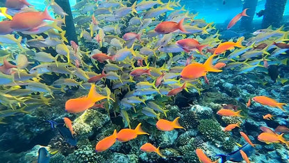Sharm El Sheikh: Privat båttur till Ras Mohammed