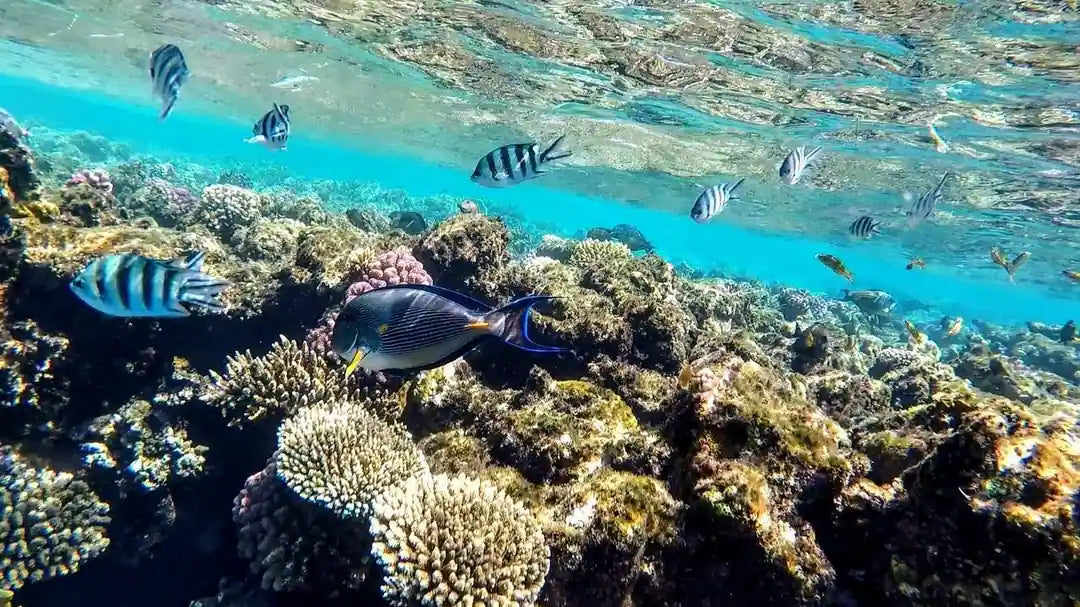 Sharm El Sheikh: Privat båttur till Ras Mohammed