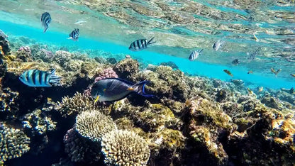 Sharm El Sheikh: Privat båttur till Ras Mohammed