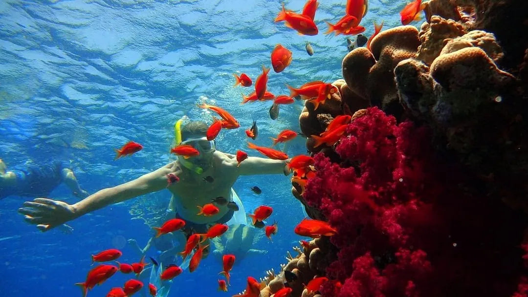 Sharm El Sheikh: Privat båttur till Ras Mohammed