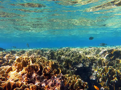 Σαρμ Ελ Σέιχ: Εκδρομή για snorkeling στο Ras Mohamed και στο White Island με γεύμα