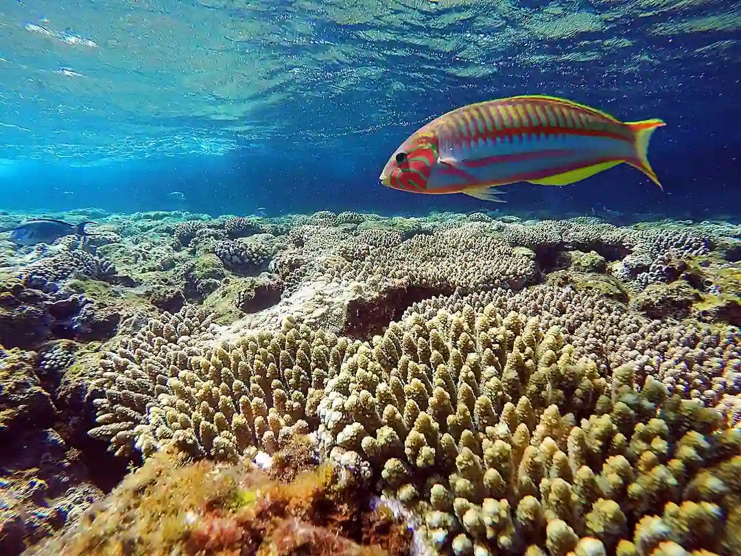 Charm el-Cheikh : excursion en bateau d’une journée complète de snorkeling en mer Rouge avec déjeuner