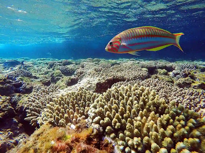 Charm el-Cheikh : excursion en bateau d’une journée complète de snorkeling en mer Rouge avec déjeuner