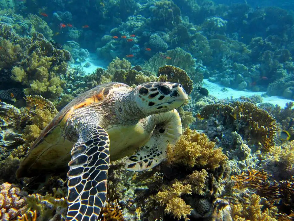 Sharm El Sheikh: Escursione in barca per snorkeling all’Isola di Tiran con pranzo