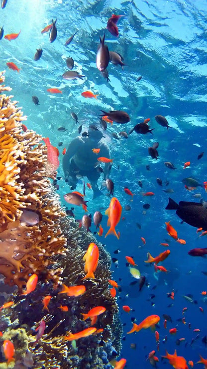 Sharm El Sheikh: Escursione in barca per snorkeling all’Isola di Tiran con pranzo