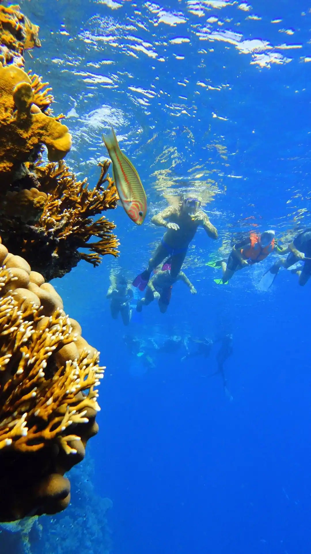 Sharm El Sheikh: Escursione in barca per snorkeling all’Isola di Tiran con pranzo