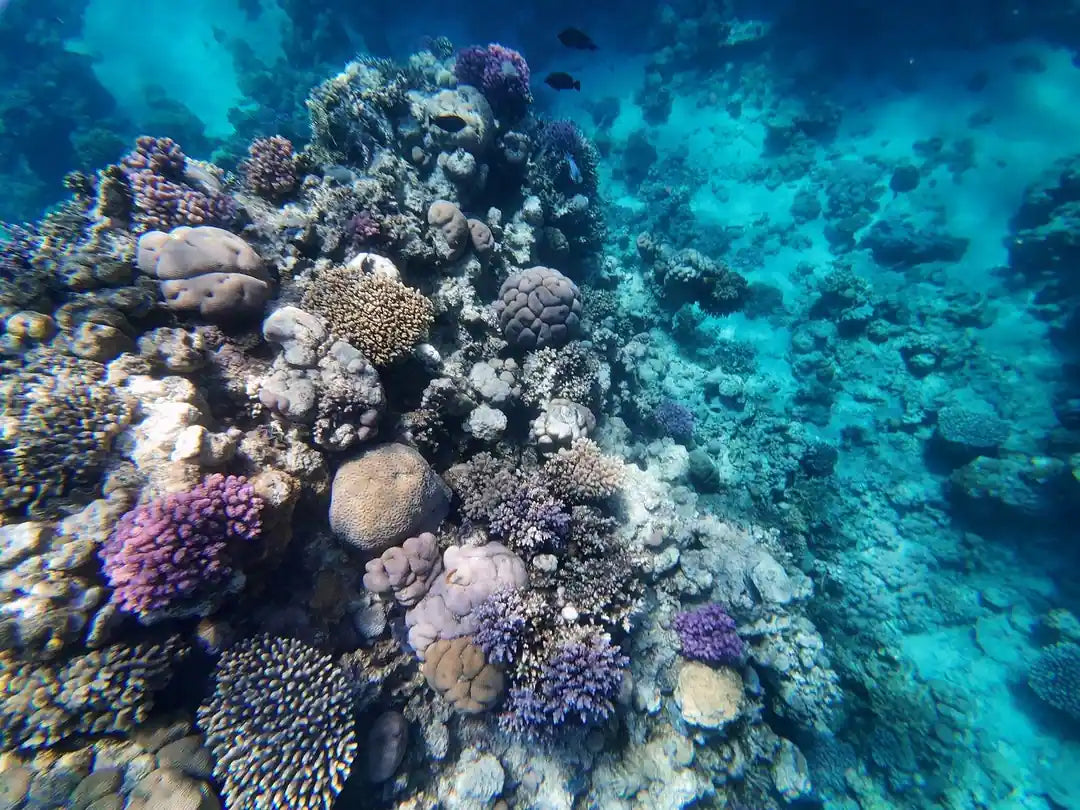 Sharm El Sheikh: Gita in barca all'Isola di Tiran