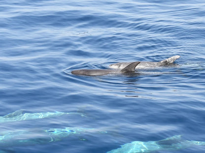 Sharm El Sheikh: Gita in barca all'Isola di Tiran
