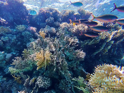 Sharm El Sheikh: Gita in barca all'Isola di Tiran