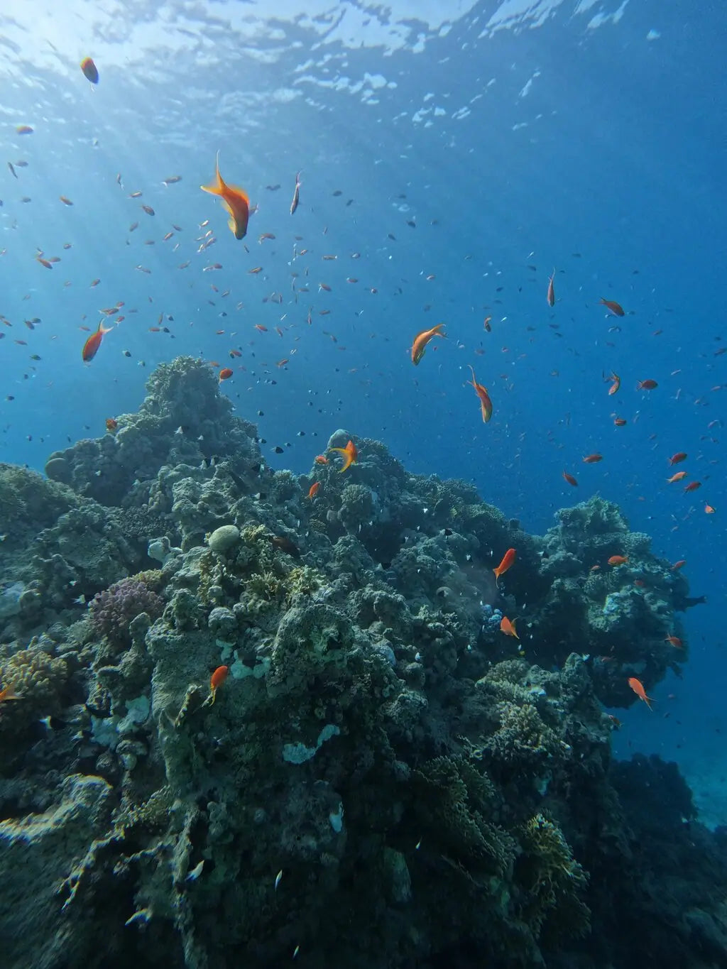 Sharm El Sheikh: PADI Open Water Diver Cursus