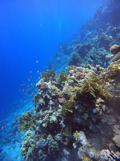 Sharm El Sheikh: PADI Open Water Diver Cursus