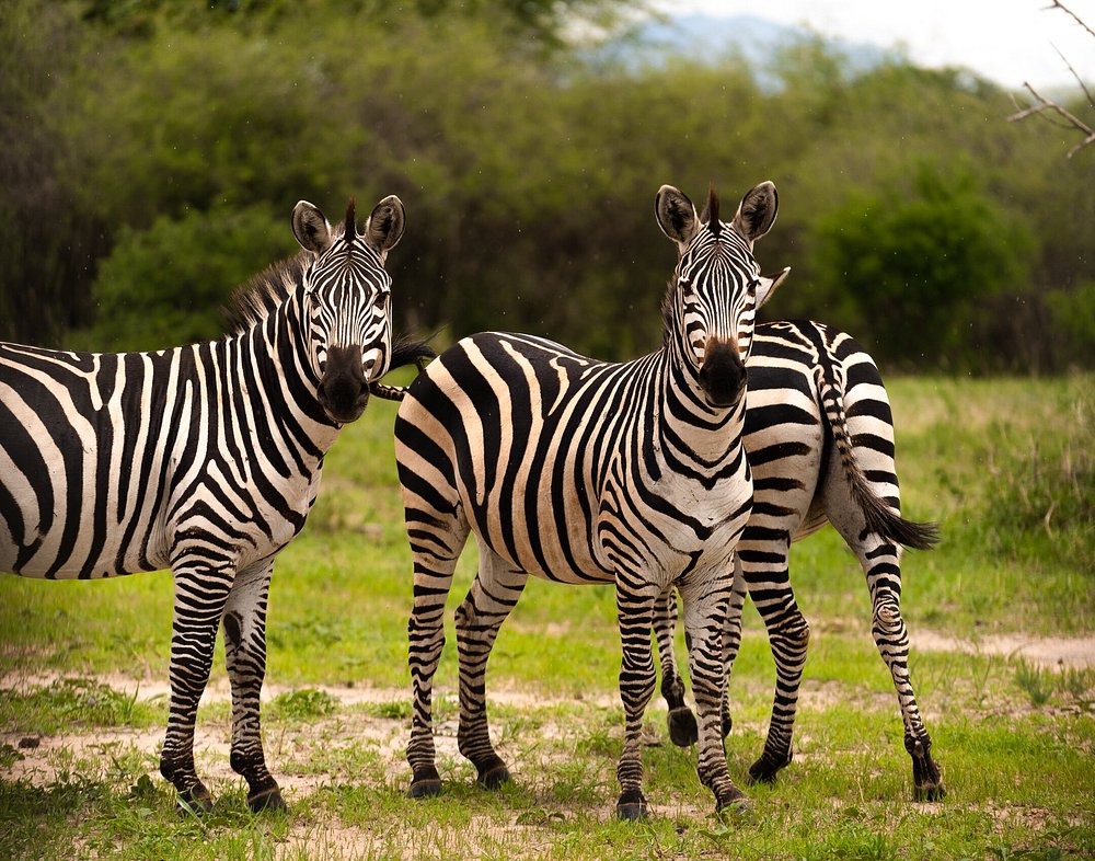Arusha: 6-tägige private Safari in die Serengeti, zum Ngorongoro-Krater und nach Tarangire