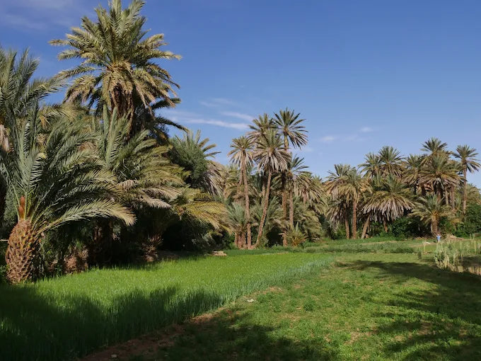 从马拉喀什出发：3天撒哈拉沙漠之旅至梅尔祖卡，含骆驼跋涉