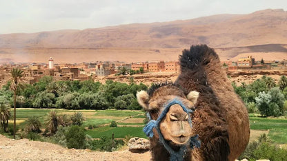 从马拉喀什出发：3天撒哈拉沙漠之旅至梅尔祖卡，含骆驼跋涉