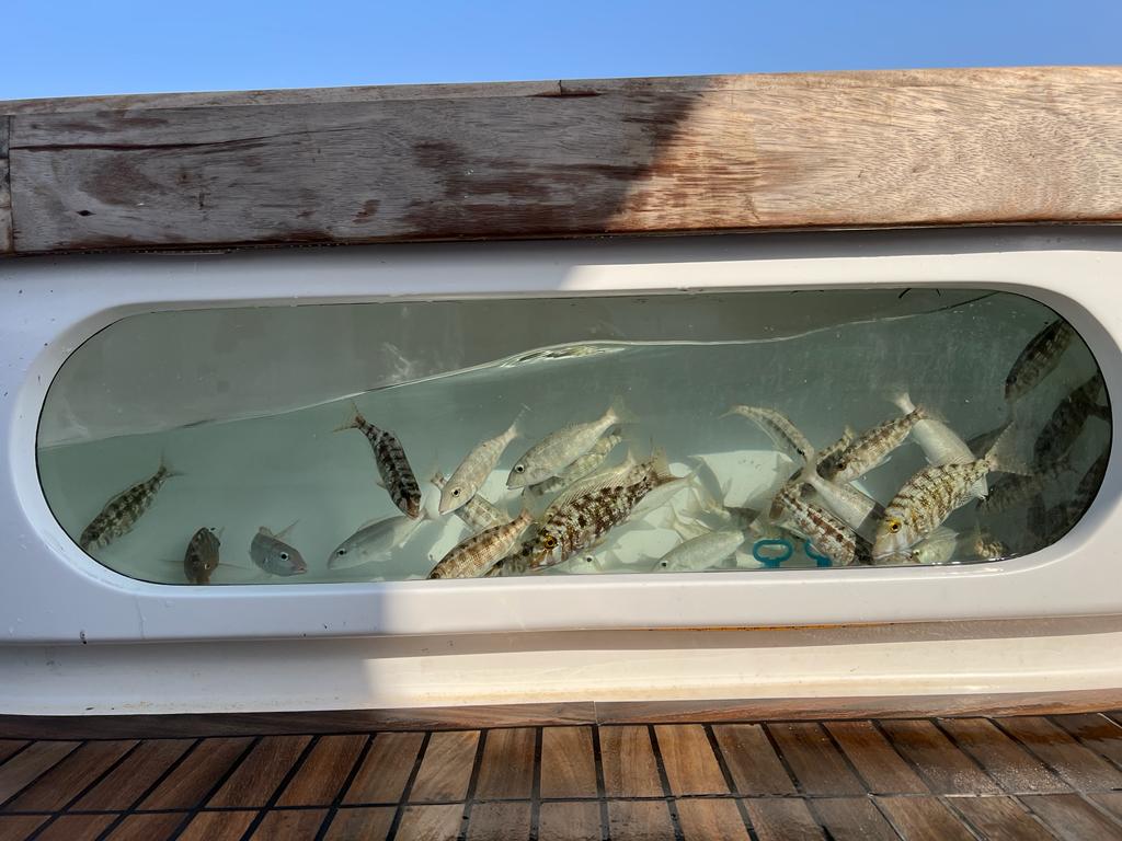Hurghada: Prywatna wycieczka łodzią Wikingów z nurkowaniem z lunchem i napojami bezalkoholowymi