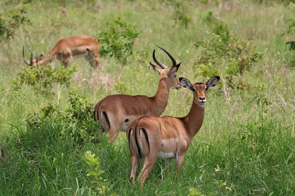 From Zanzibar : Safari aérien d’une journée au parc national de Mikumi