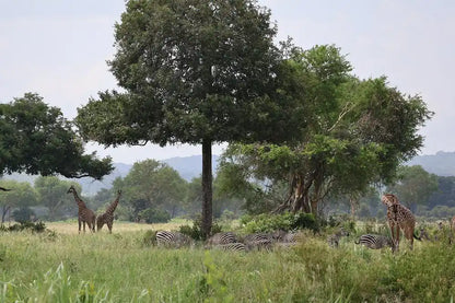 From Zanzibar : Safari aérien d’une journée au parc national de Mikumi