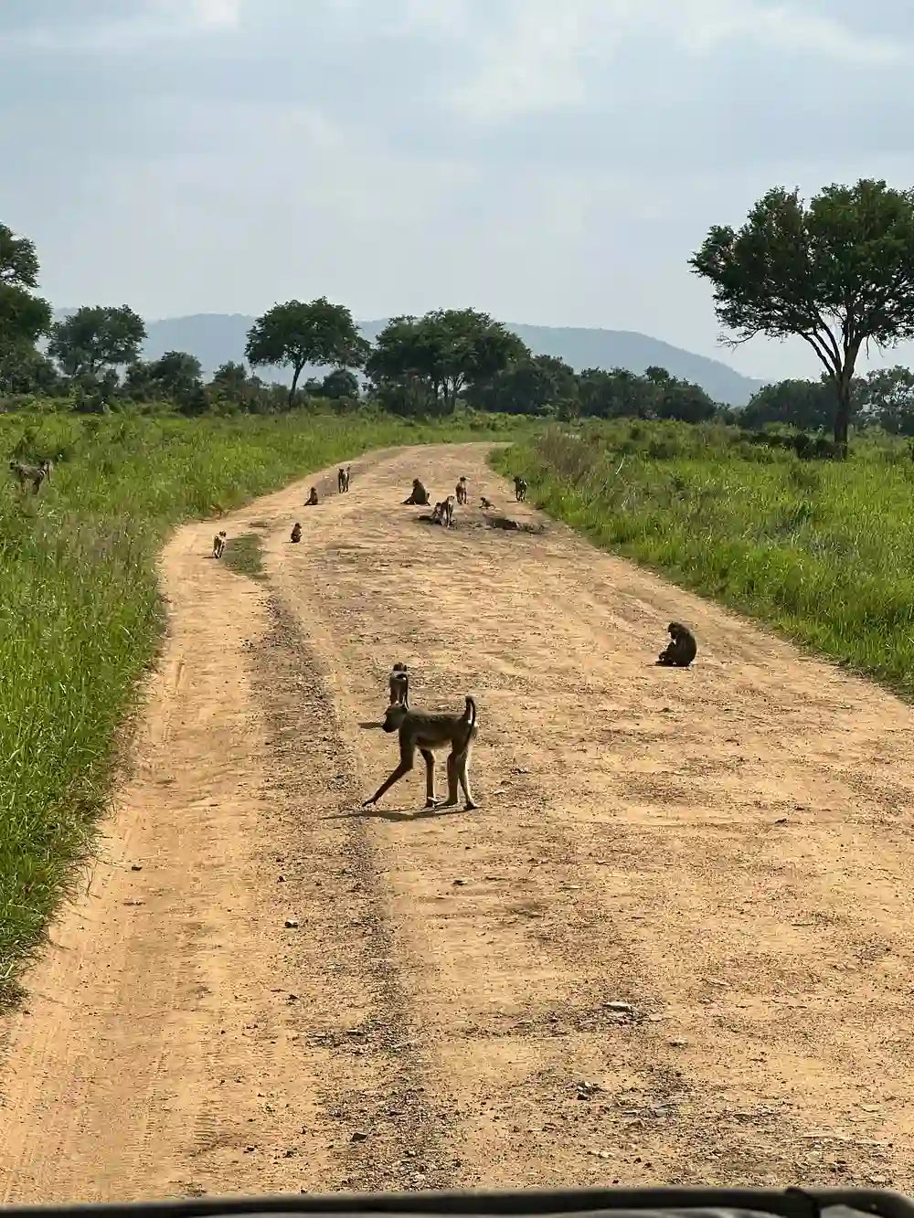 From Zanzibar : Safari aérien d’une journée au parc national de Mikumi