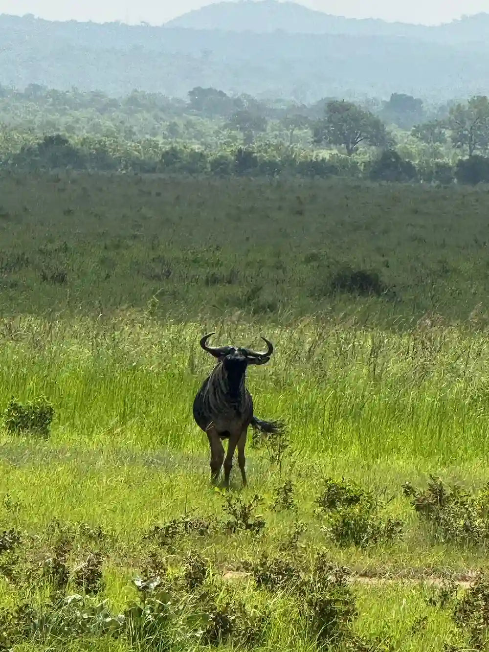 From Zanzibar : Safari aérien d’une journée au parc national de Mikumi