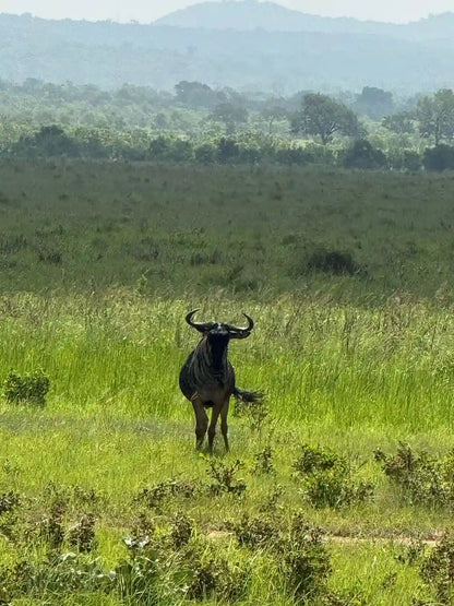 From Zanzibar : Safari aérien d’une journée au parc national de Mikumi