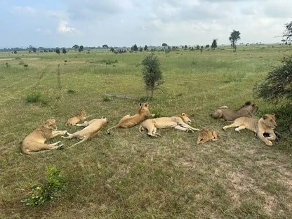 From Zanzibar : Safari aérien d’une journée au parc national de Mikumi