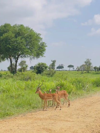 From Zanzibar : Safari aérien d’une journée au parc national de Mikumi