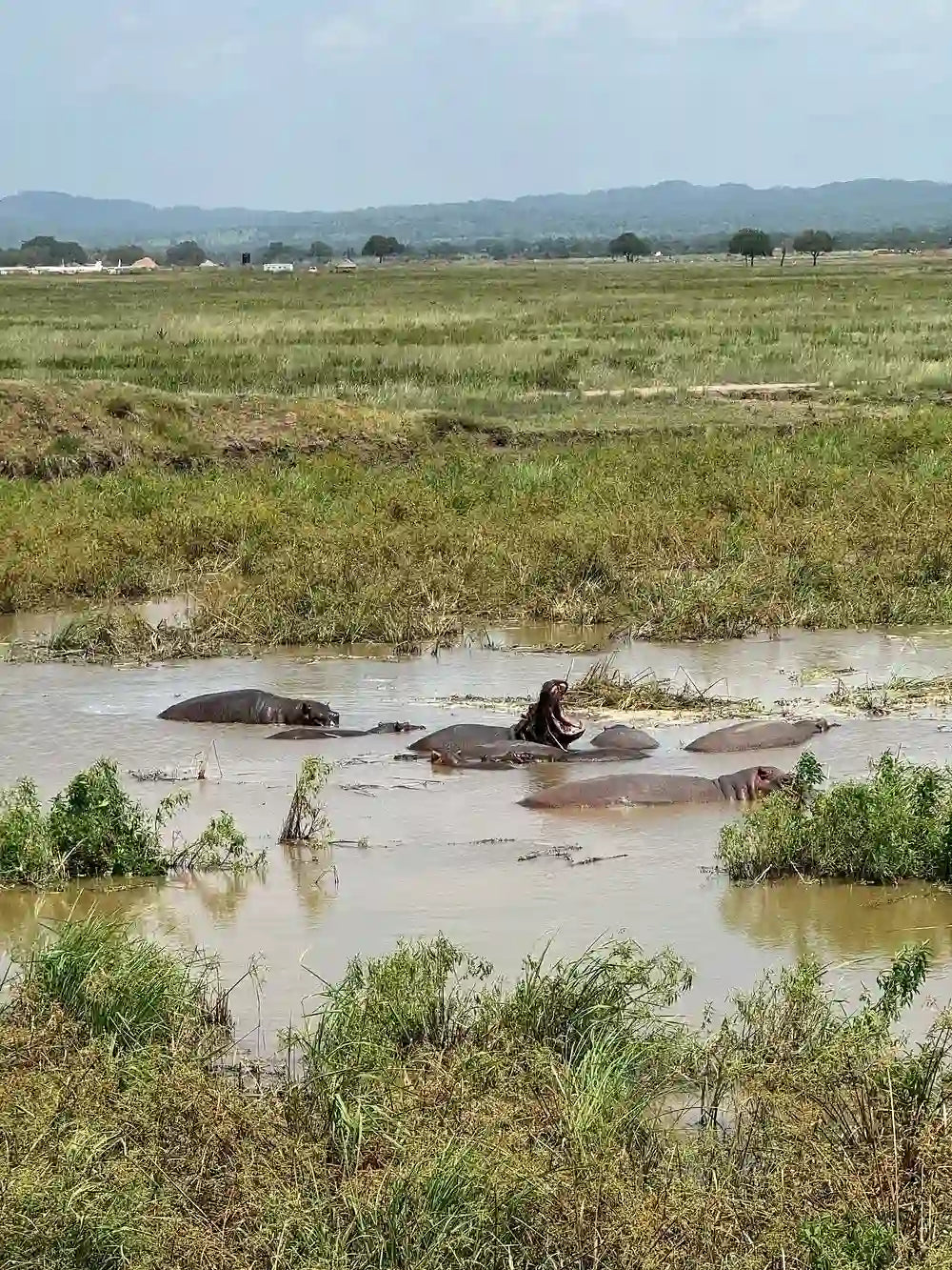 From Zanzibar : Safari aérien d’une journée au parc national de Mikumi