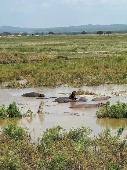 From Zanzibar : Safari aérien d’une journée au parc national de Mikumi