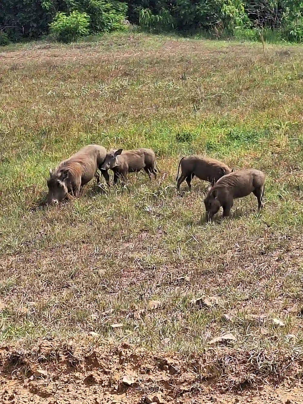 From Zanzibar : Safari aérien d’une journée au parc national de Mikumi