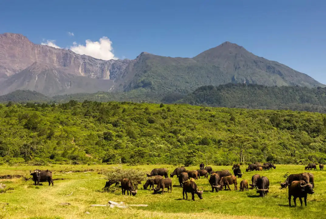 From Zanzibar : Safari aérien d’une journée au parc national de Mikumi
