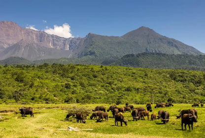 From Zanzibar : Safari aérien d’une journée au parc national de Mikumi