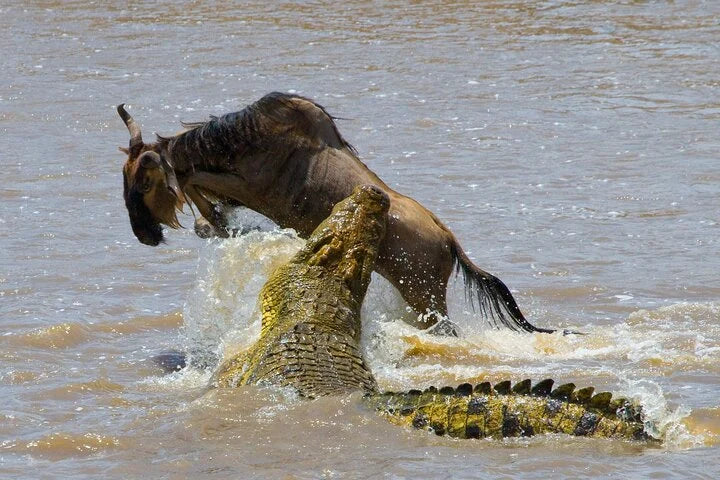 From Zanzibar : Safari aérien d’une journée au parc national de Mikumi