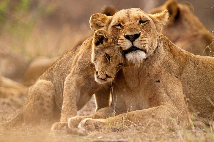 From Zanzibar : Safari aérien d’une journée au parc national de Mikumi
