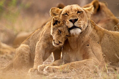 From Zanzibar : Safari aérien d’une journée au parc national de Mikumi