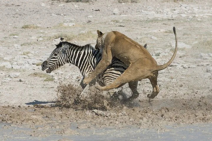 From Zanzibar : Safari aérien d’une journée au parc national de Mikumi