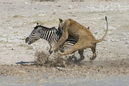 From Zanzibar : Safari aérien d’une journée au parc national de Mikumi