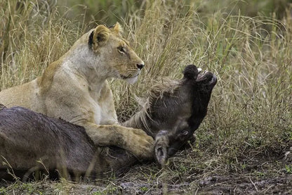 From Zanzibar : Safari aérien d’une journée au parc national de Mikumi