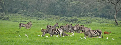 From Zanzibar : Safari aérien d’une journée au parc national de Mikumi
