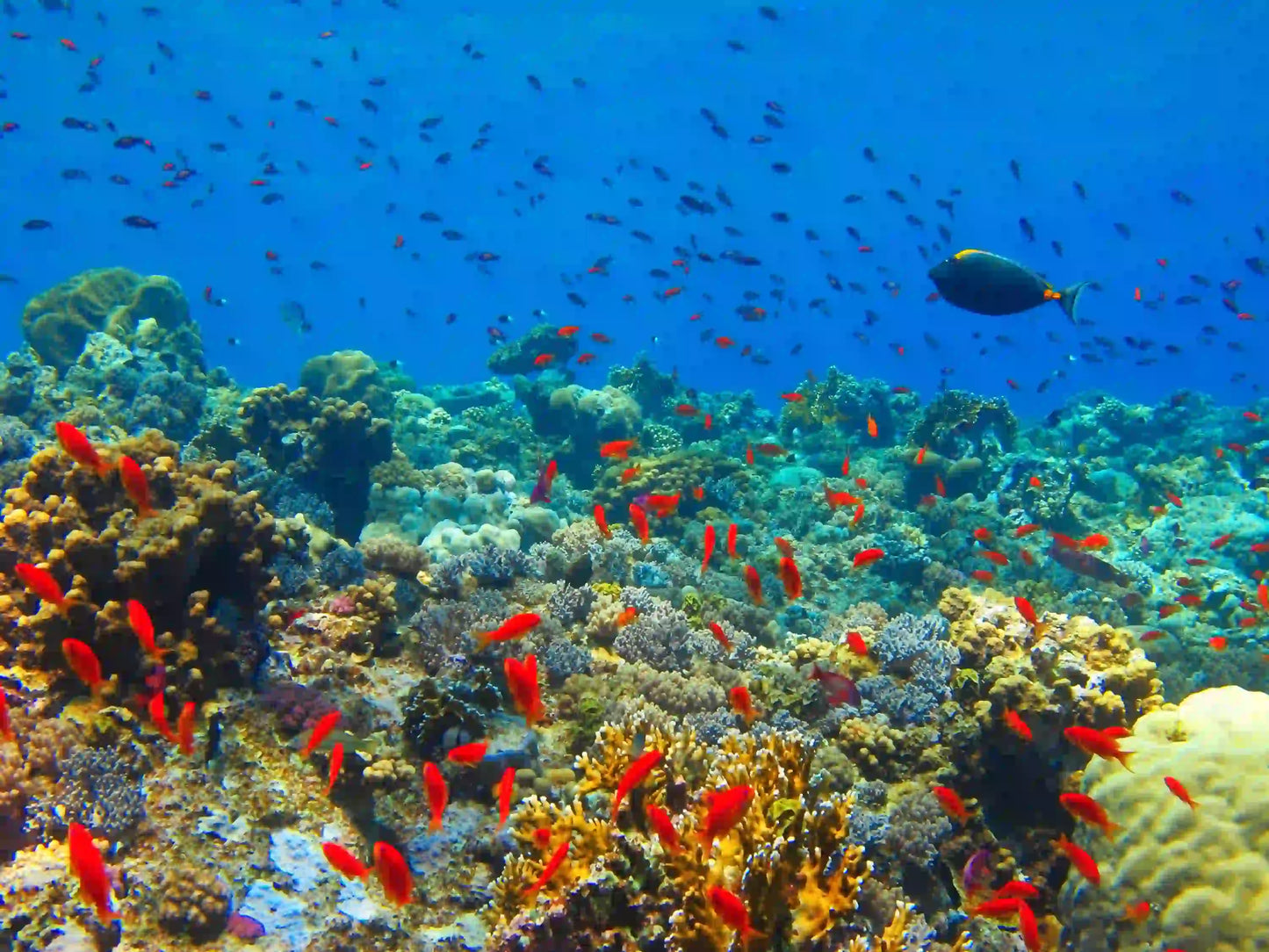 Sansibar: Halbtagestour zum Schnorcheln auf Bawe Island mit Hotelabholung