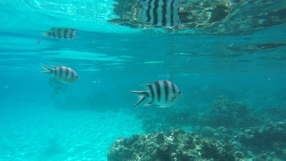 Sansibar: Private geführte Schnorcheltour zur Blue Lagoon (halbtägig)