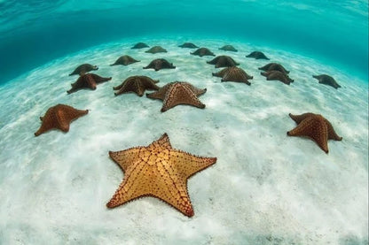Zanzíbar: tour de esnórquel en la Laguna Azul y de estrellas de mar