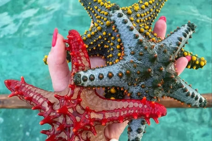 Zanzíbar: tour de esnórquel en la Laguna Azul y de estrellas de mar