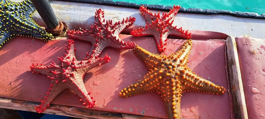 Zanzíbar: tour de esnórquel en la Laguna Azul y de estrellas de mar