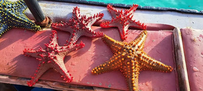 Zanzíbar: tour de esnórquel en la Laguna Azul y de estrellas de mar