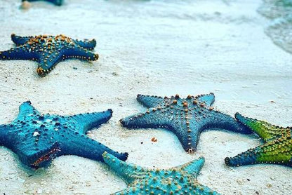 Zanzíbar: tour de esnórquel en la Laguna Azul y de estrellas de mar